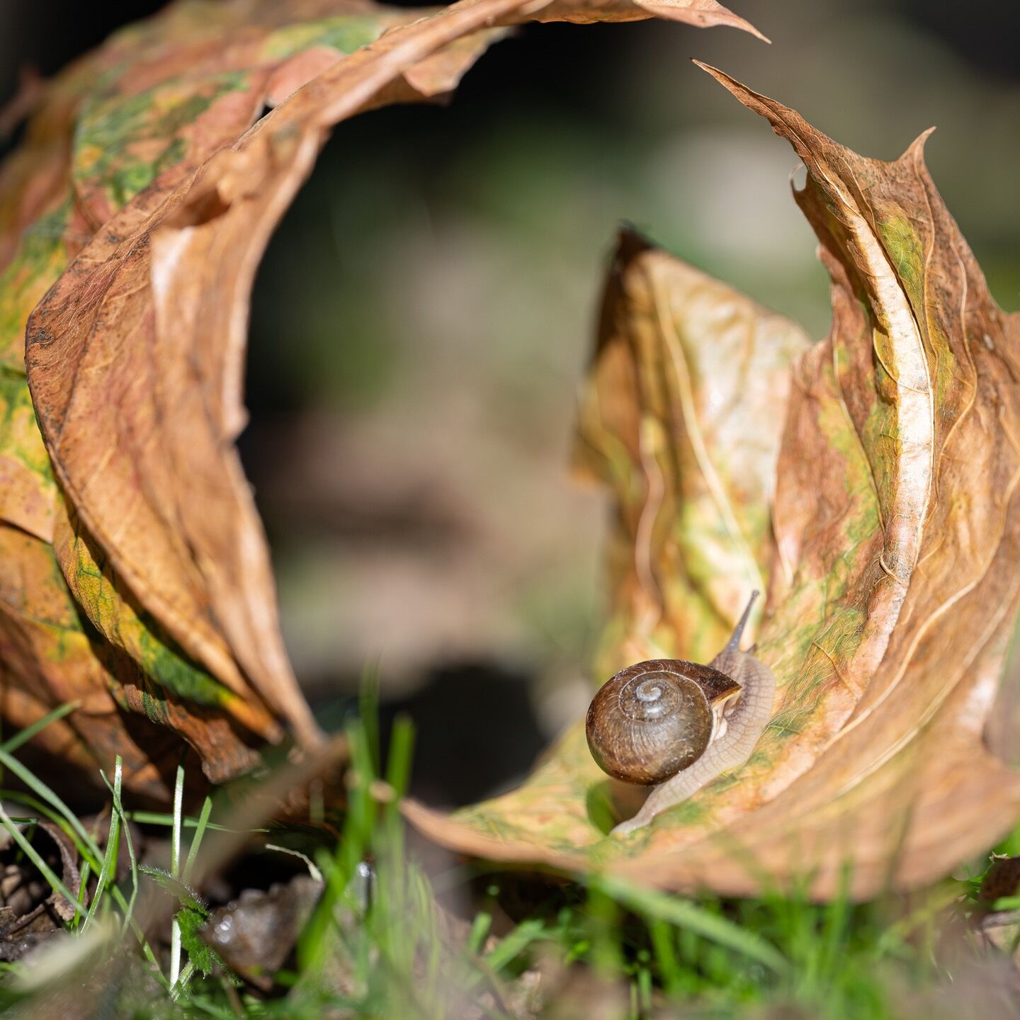fotOiride - claudia-sottobosco-1391.jpg