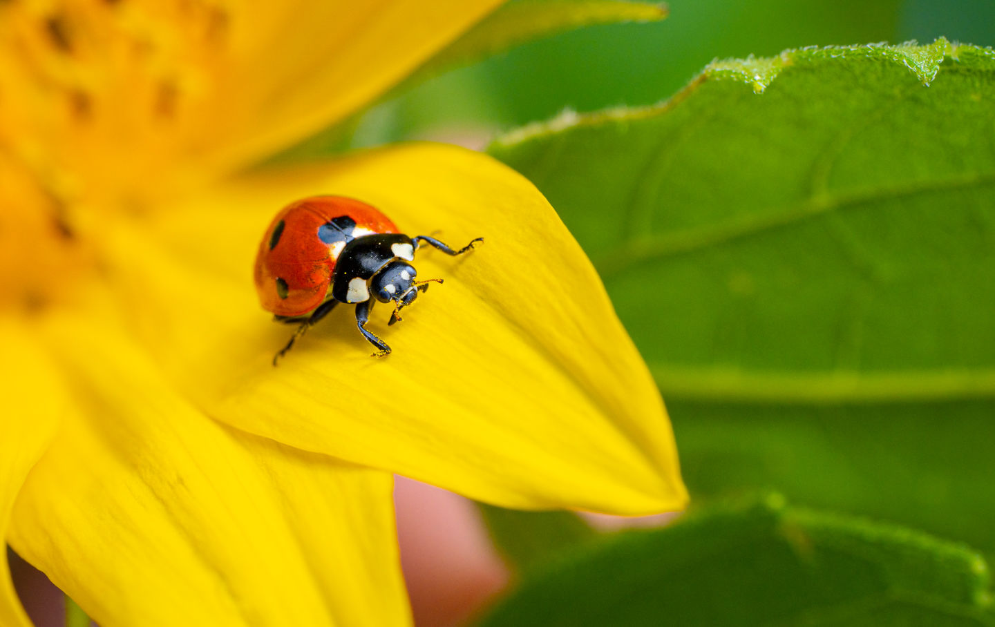 fotOiride - natura-cavallasca.jpg