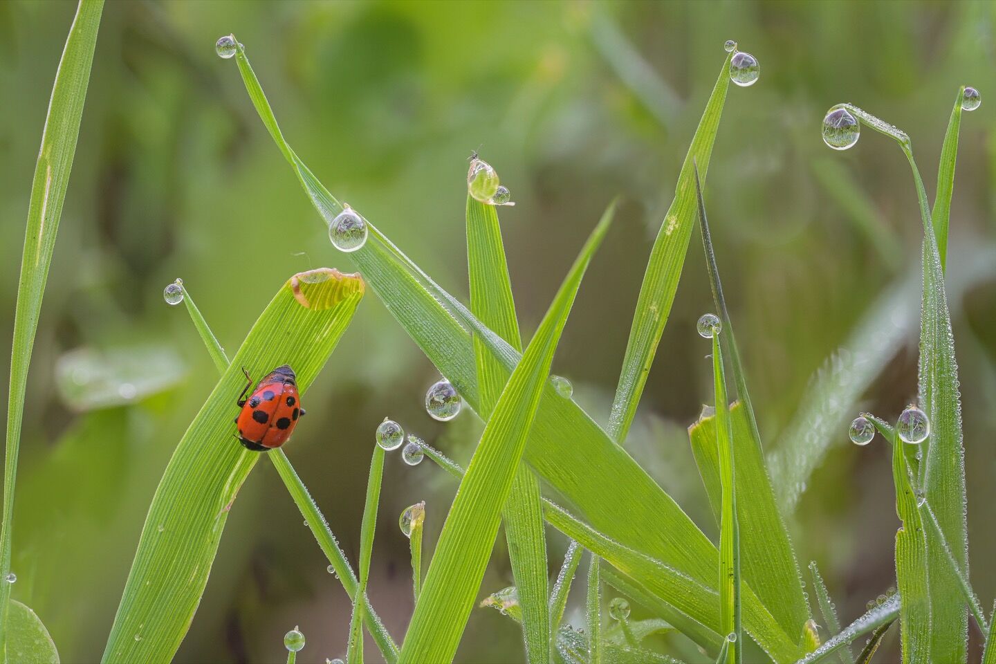 fotOiride - prova-def-coccinella-31.jpg