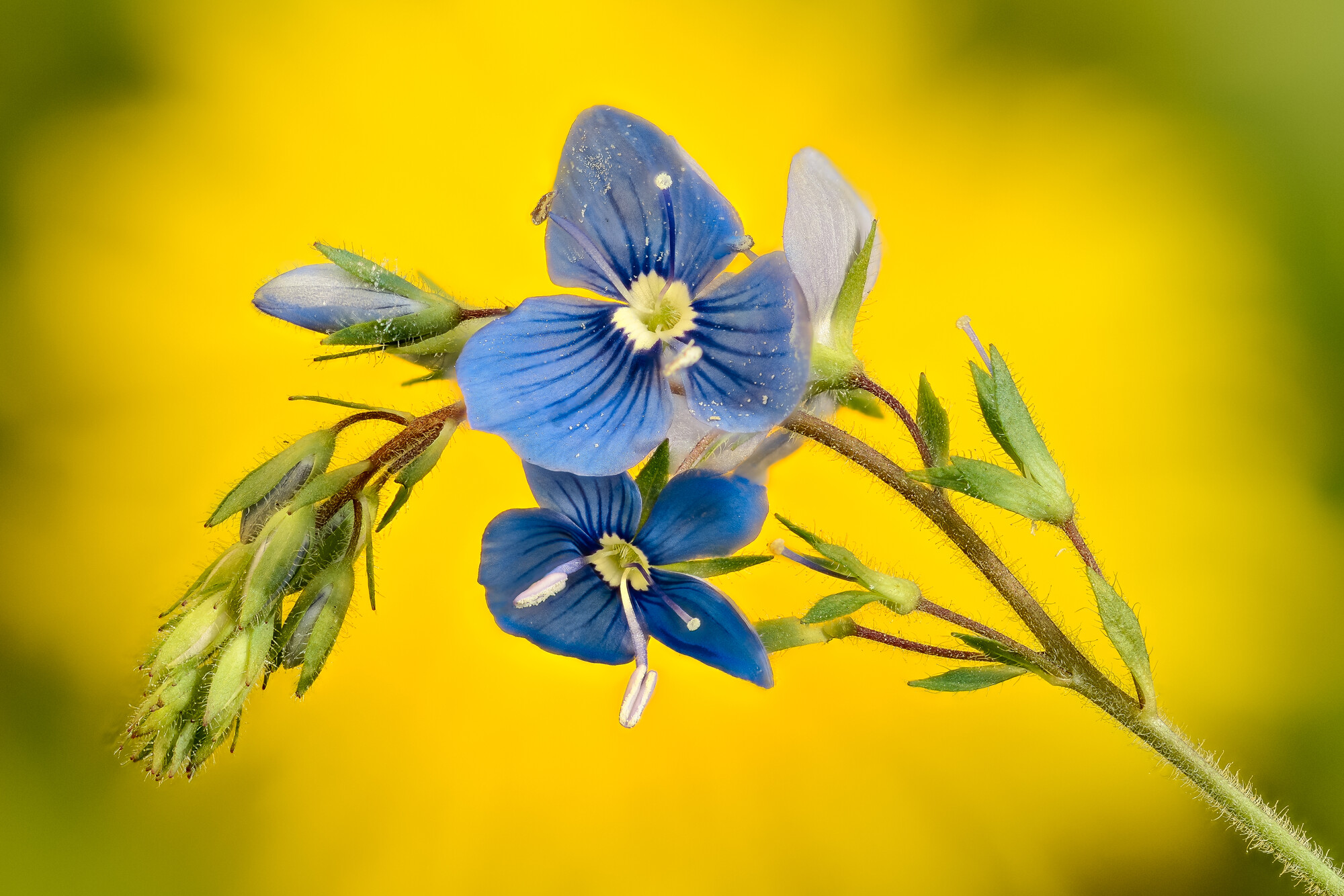 fotOiride - veronica-persica.jpg